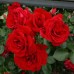 Троянда Симпатія (Rosa Sympathie)